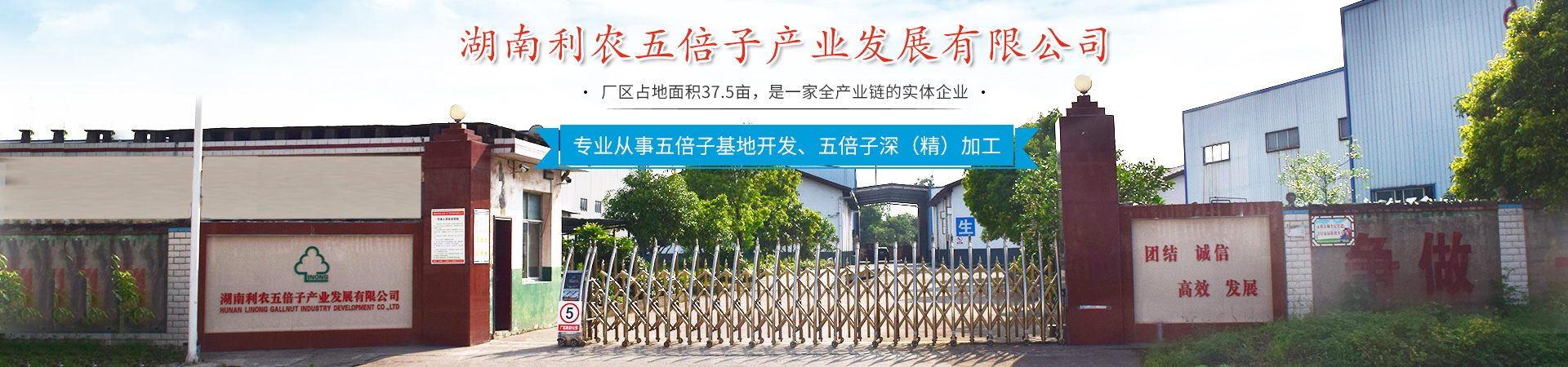 湖南利農五倍子產業發展有限公司_湖南五倍子深（精）加工